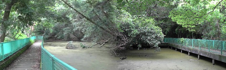 大草城址は鬱蒼たる樹木に覆われ、外堀も張り巡らされて堅固な城と権勢があったと 思われます。