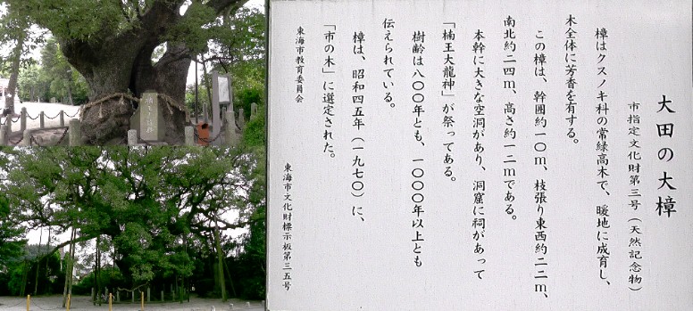 大宮神社の大樟。 大宮神社