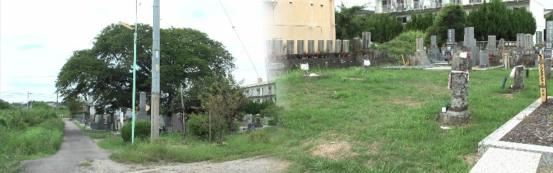 地蔵菩薩が3体ずつ向かい合う六地蔵（右）とクロガネモチの周辺。