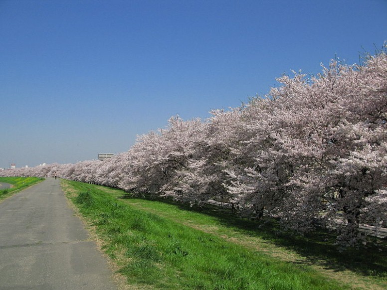 熊谷桜堤(2009年4月10日撮影)。 クリエイティブ・コモンズ 表示-継承ライセンスの下で利用可能です