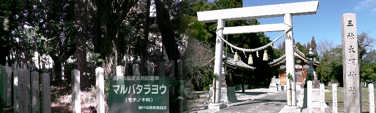 三社大明神。 石碑文拡大 。 左写真の マルバタラヨウ説明拡大 三社大明神