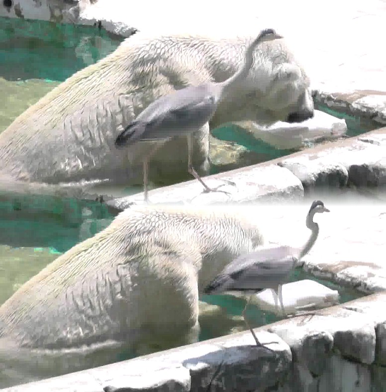 白熊のスキをついて1匹の魚を取り去る瞬間。白熊が怒って悲鳴を上げる(第3部参照)。