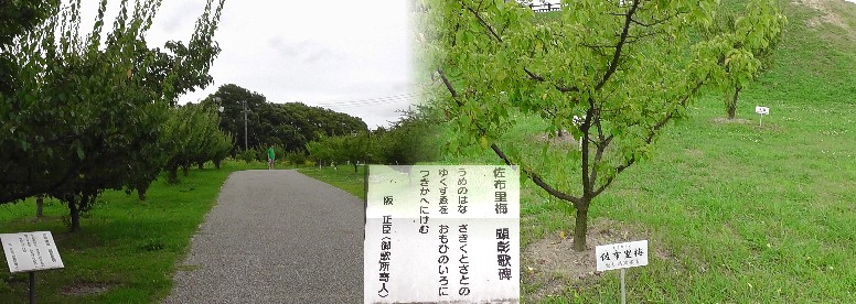 「見晴らしの丘」へ行く散歩道の案内。全国各地代表の梅の木が植えられています。
