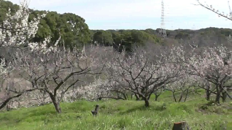 愛知・38市史跡・社寺めぐりー知多市(その5) 第29回佐布里池(そうりいけ)梅まつり・知多市。池周辺には梅が 25種類5800本が咲き競い三月中旬までご覧いただけます。 知多市 第29回佐布里池(そうりいけ) 梅まつり第1部 第2部 第3