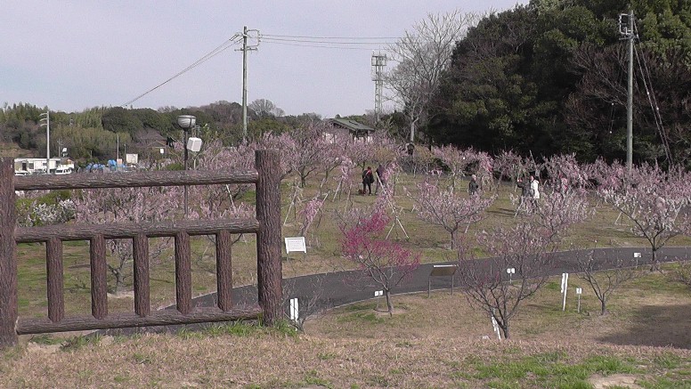 愛知・38市史跡・社寺めぐりー知多市(その5) 第29回佐布里池(そうりいけ)梅まつり・知多市。池周辺には梅が 25種類5800本が咲き競い三月中旬までご覧いただけます。 知多市 第29回佐布里池(そうりいけ) 梅まつり第1部 第2部 第3