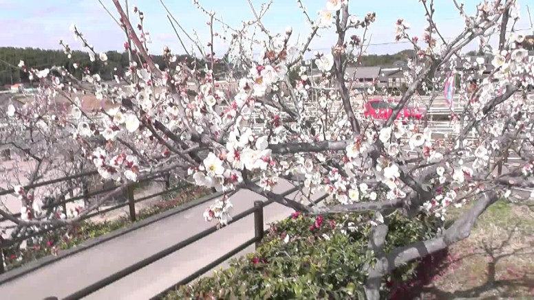 愛知・38市史跡・社寺めぐりー知多市(その5) 第29回佐布里池(そうりいけ)梅まつり・知多市。池周辺には梅が 25種類5800本が咲き競い三月中旬までご覧いただけます。 知多市 第29回佐布里池(そうりいけ) 梅まつり第1部 第2部 第3
