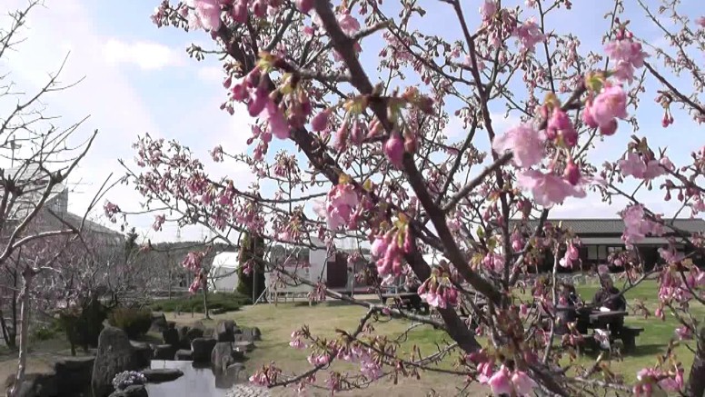 愛知・38市史跡・社寺めぐりー知多市(その5) 第29回佐布里池(そうりいけ)梅まつり・知多市。池周辺には梅が 25種類5800本が咲き競い三月中旬までご覧いただけます。 知多市 第29回佐布里池(そうりいけ) 梅まつり第1部 第2部 第3