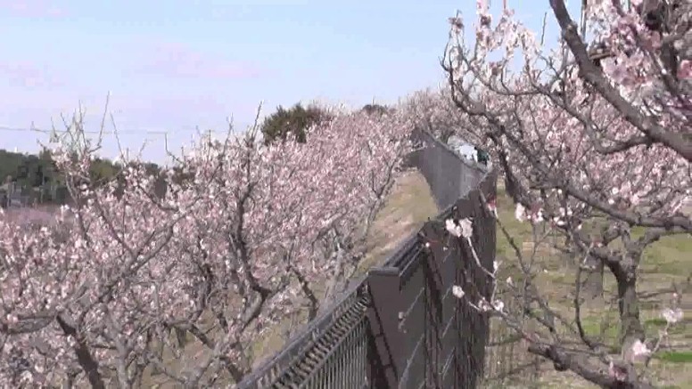 愛知・38市史跡・社寺めぐりー知多市(その5) 第29回佐布里池(そうりいけ)梅まつり・知多市。池周辺には梅が 25種類5800本が咲き競い三月中旬までご覧いただけます。 知多市 第29回佐布里池(そうりいけ) 梅まつり第1部 第2部 第3