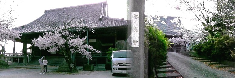 勝鬘寺桜満開（２回目訪問）。