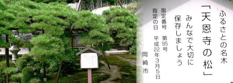天恩寺境内の松。 天恩寺 天恩寺境内の家康公見返りの大杉(左下)。左上は延命地蔵菩薩堂。 天恩寺境内の石垣。 足利尊氏公の遺言により貞治元年(1362年)義満公が建立。写真上右:山門。上左:仏殿。 いずれも国重要文化財。 写真上左は境内の見
