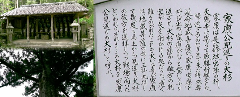 天恩寺境内の家康公見返りの大杉（左下）。