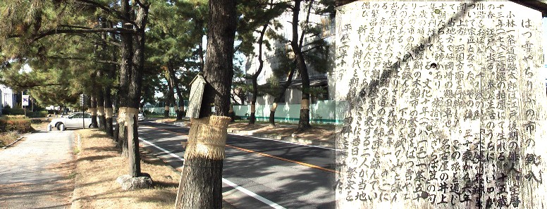 松並木の途中にある句碑。