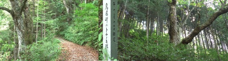 木祖村の天然記念物「鳥居峠トチノキ群」。