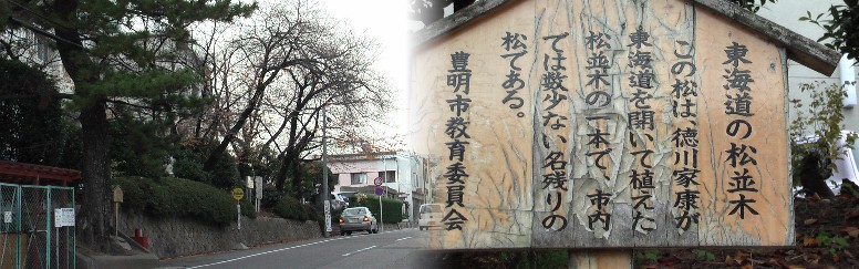 東海道松並木。東海道・鳴海宿で紹介した松。