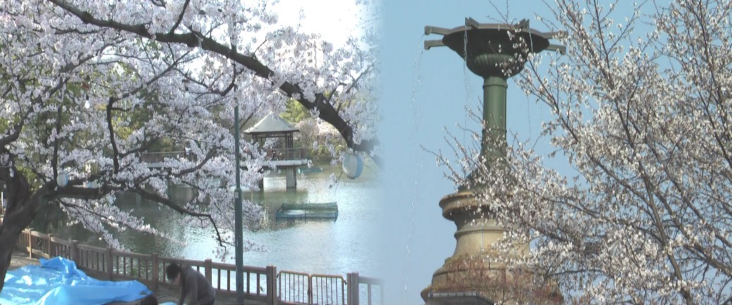 名古屋桜名所案内（その１） １０００本の八重紅シダレ桜が超満開21年４月１０日撮影 守山区東谷山フルーツパーク １０００本の八重紅シダレ桜が満開近い。平成１７年４月９日撮影、フルーツの盛り 合わせ、即売が人気です。お出かけは市バス地下鉄で、