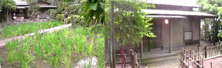 茶室・燕子庵（えんしあん）前のかきつばた。2019.5.15撮影。