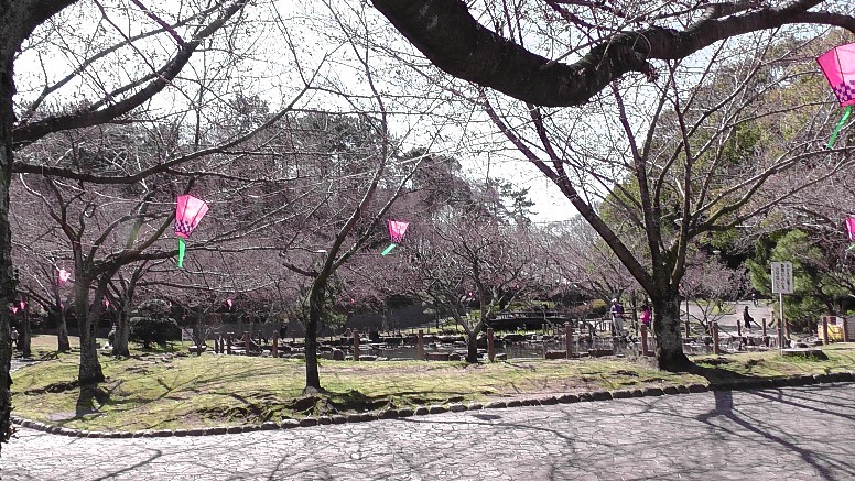 蒲郡市中央公園の桜。３月２６日つぼみ２分咲き位でした。
