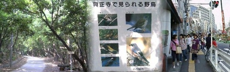 右は若者たち（中京、南山、名城、など大学、高校が多い）であふれる駅付近 左は都心の広大な興正寺内の山林の散歩道,古い歴史を創り終えた寺院、墓地な どと新しい歴史を創造する若者が混在する活気のある街です。