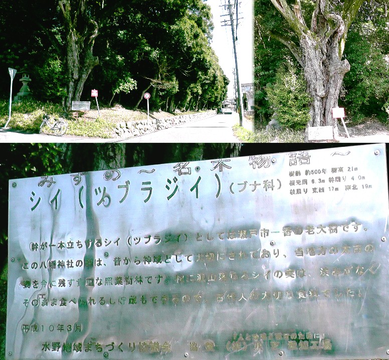 八幡神社のツブラジイ。