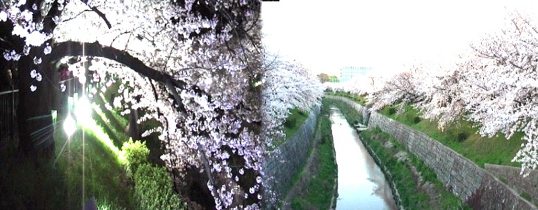 名古屋一の桜の名所、山崎川と同夜桜2010,４月３日 名城線瑞穂運動場東駅または桜通線瑞穂区役所駅下車が便利です。 山崎川はやっぱり名古屋一の名所です。第１部