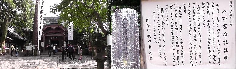 八百富神社本殿及び社叢（竹島）。 八百富神社本殿