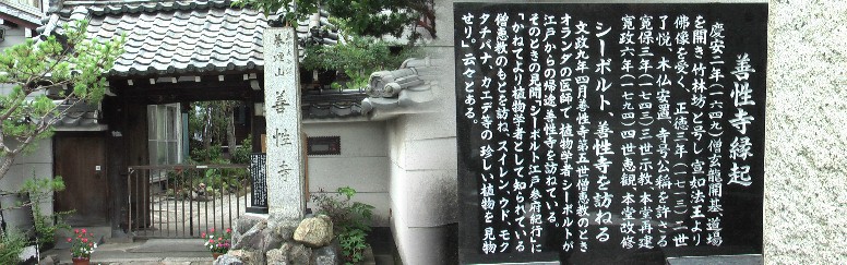 善性寺関連:シーボルト