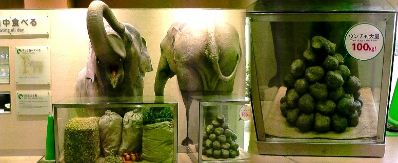 北園の象舎では活発な行動を見せてくれます。 係員に餌を貰っているところです。 長い鼻を巻き上げて餌を欲しがる様に見えます。上の餌を貰う前もこんなポーズでした。 本園の象舎の説明板にはこんな写真もありました。