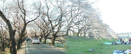 またこの洗堰（あらいぜき）放水路の西側堤防に 昭和３０年旧山田村(昭和１０年から１6年まで山田小学校で 過ごす)が名古屋市に合併した記念に植えられた蛇池千本桜は 「なごや観光百選」にも選ばれている。１３年４月１日写す